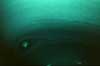 Темное пятно-2 на Нептуне(14кб)
