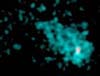  Нейтронная звезда в туманности IC443 
            (20кб)